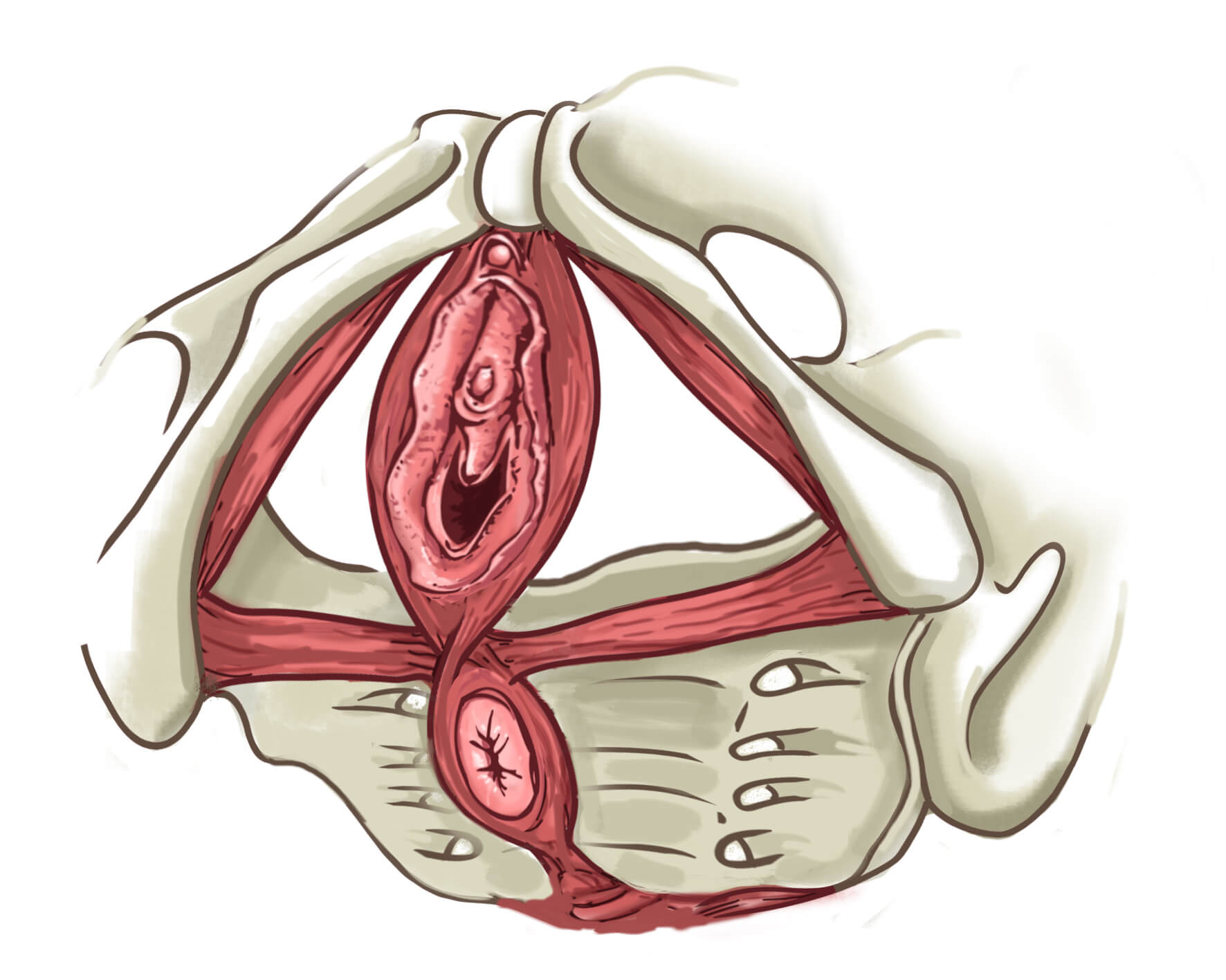 Muscles du périnée femme. Anatomie complète avec schémas - Mon Intimité