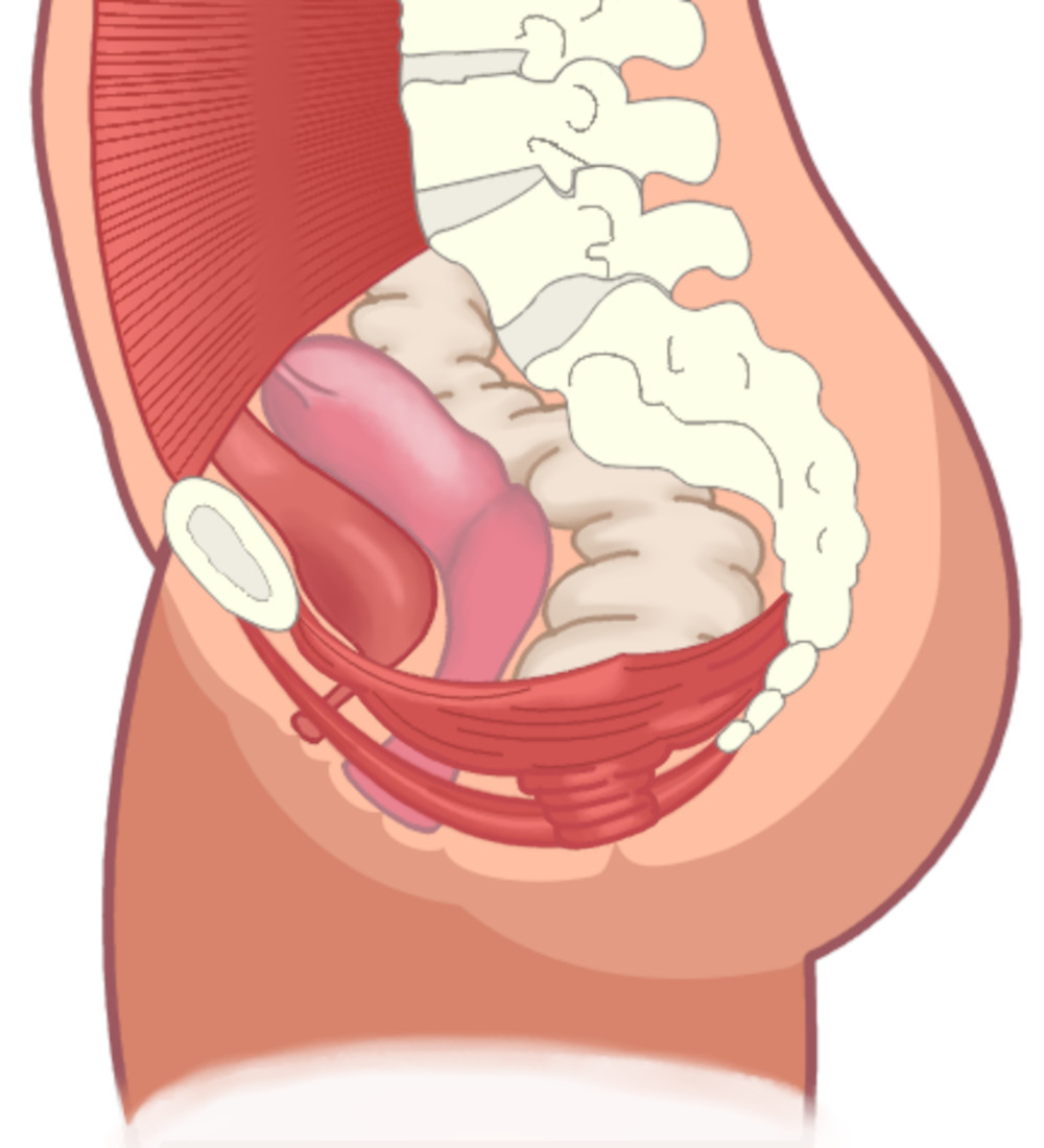 muscles-du-perinee-anatomie Muscles du périnée - anatomie complète avec schémas