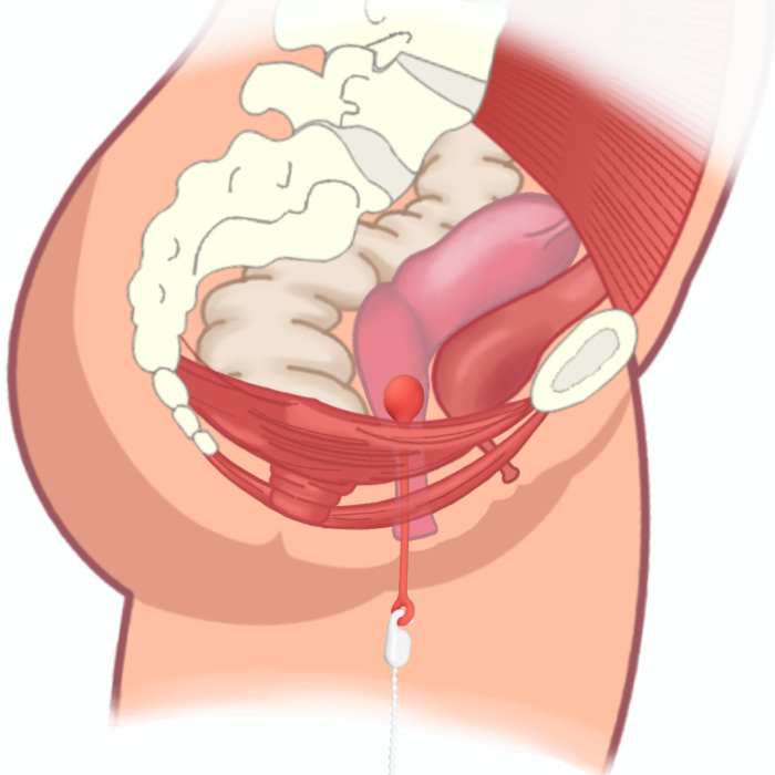 Boule de geisha pour muscler le périnée en profondeur, anatomie